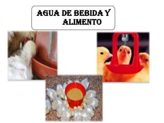 Agua de bebida y
alimento
 