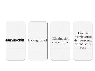 Prevención Bioseguridad Eliminacion
en de lotes
Limitar
movimiento
de personal,
vehículos y
aves.
 