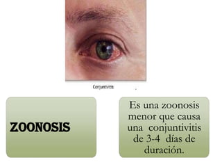 ZOONOSIS
Es una zoonosis
menor que causa
una conjuntivitis
de 3-4 días de
duración.
 