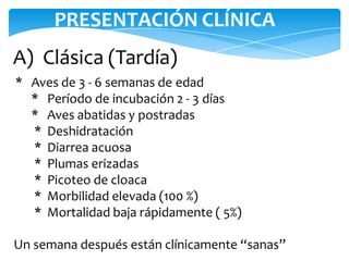 PRESENTACIÓN CLÍNICA
A) Clásica (Tardía)
* Aves de 3 - 6 semanas de edad
* Período de incubación 2 - 3 días
* Aves abatidas y postradas
* Deshidratación
* Diarrea acuosa
* Plumas erizadas
* Picoteo de cloaca
* Morbilidad elevada (100 %)
* Mortalidad baja rápidamente ( 5%)
Un semana después están clínicamente “sanas”
 