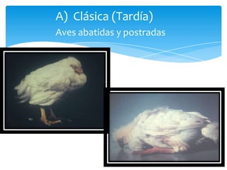 A) Clásica (Tardía)
Aves abatidas y postradas
 