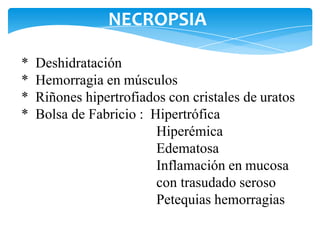 * Deshidratación
* Hemorragia en músculos
* Riñones hipertrofiados con cristales de uratos
* Bolsa de Fabricio : Hipertrófica
Hiperémica
Edematosa
Inflamación en mucosa
con trasudado seroso
Petequias hemorragias
NECROPSIA
 