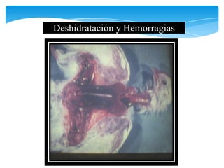 Deshidratación y Hemorragias
 