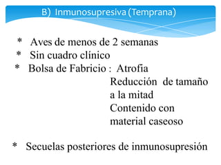 * Aves de menos de 2 semanas
* Sin cuadro clínico
* Bolsa de Fabricio : Atrofia
Reducción de tamaño
a la mitad
Contenido con
material caseoso
* Secuelas posteriores de inmunosupresión
B) Inmunosupresiva (Temprana)
 