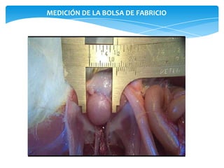 MEDICIÓN DE LA BOLSA DE FABRICIO
 