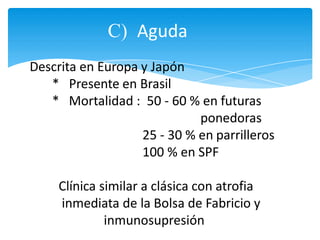 C) Aguda
Descrita en Europa y Japón
* Presente en Brasil
* Mortalidad : 50 - 60 % en futuras
ponedoras
25 - 30 % en parrilleros
100 % en SPF
Clínica similar a clásica con atrofia
inmediata de la Bolsa de Fabricio y
inmunosupresión
 