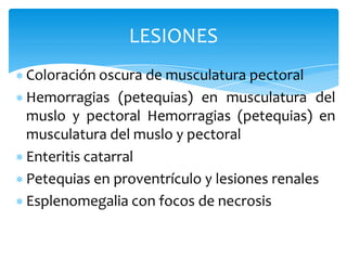 Coloración oscura de musculatura pectoral
Hemorragias (petequias) en musculatura del
muslo y pectoral Hemorragias (petequias) en
musculatura del muslo y pectoral
Enteritis catarral
Petequias en proventrículo y lesiones renales
Esplenomegalia con focos de necrosis
LESIONES
 