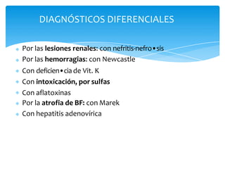 Por las lesiones renales: con nefritis-nefro•sis
Por las hemorragias: con Newcastle
Con deficien•ciade Vit. K
Con intoxicación, por sulfas
Con aflatoxinas
Por la atrofia de BF: con Marek
Con hepatitis adenovírica
DIAGNÓSTICOS DIFERENCIALES
 