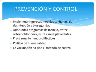 Implemetar rigurosas medidas sanitarias, de
desinfección y bioseguridad
Adecuados programas de manejo, evitar
sobrepoblaciones, estrés, múltiples edades.
Programas inmunoprofilácticos
Pollitos de buena calidad
La vacunación ha sido el método de control
PREVENCIÓN Y CONTROL
 