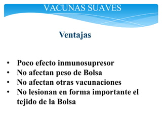 VACUNAS SUAVES
Ventajas
• Poco efecto inmunosupresor
• No afectan peso de Bolsa
• No afectan otras vacunaciones
• No lesionan en forma importante el
tejido de la Bolsa
 