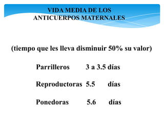 VIDA MEDIA DE LOS
ANTICUERPOS MATERNALES
(tiempo que les lleva disminuir 50% su valor)
Parrilleros 3 a 3.5 días
Reproductoras 5.5 días
Ponedoras 5.6 días
 