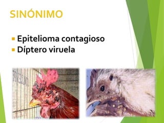  Epitelioma contagioso
 Díptero viruela
 