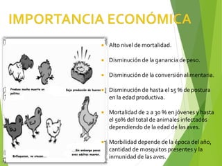  Alto nivel de mortalidad.
 Disminución de la ganancia depeso.
 Disminución de la conversiónalimentaria.
 Disminución de hasta el 15 % de postura
en la edad productiva.
 Mortalidad de 2 a 30 % en jóvenes yhasta
el 50% del total de animales infectados
dependiendo de la edad de las aves.
 Morbilidad depende de la época del año,
cantidad de mosquitos presentes y la
inmunidad de las aves.
 
