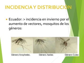  Ecuador: > incidencia en invierno por el
aumento de vectores, mosquitos de los
géneros:
 