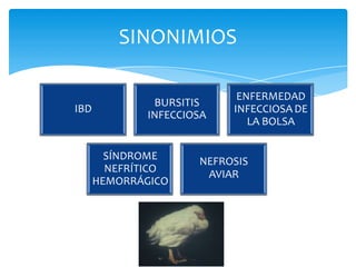 SINONIMIOS
IBD
BURSITIS
INFECCIOSA
ENFERMEDAD
INFECCIOSA DE
LA BOLSA
SÍNDROME
NEFRÍTICO
HEMORRÁGICO
NEFROSIS
AVIAR
 