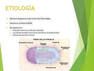  Género Avipoxvirus de la familia Poxviridae.
 Genoma contieneADN.
 Se replica en:
▪ El epitelio dérmico o folicular del pollo.
▪ Las células ectodérmicas de la membranacorioalantoidea.
▪ Células de piel del embrión.
 