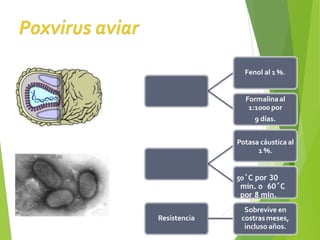 Tolera
Fenol al 1%.
Inactiva
Formalinaal
1:1000 por
9 días.
Potasa cáustica al
1 %.
50˚C por 30
min. o 60˚C
por 8 min.
Resistencia
Sobrevive en
costrasmeses,
incluso años.
 