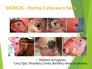  Nódulos verrugosos:
Cara,Ojos, Parpados, Cresta, Barbilla y Áreas sinplumas.
 