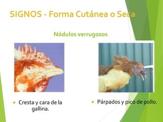  Cresta y cara de la
gallina.
 Párpados y pico de pollo.
Nódulos verrugosos
 