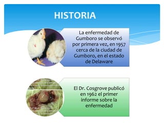 La enfermedad de
Gumboro se observó
por primera vez, en 1957
cerca de la ciudad de
Gumboro, en el estado
de Delaware
El Dr. Cosgrove publicó
en 1962 el primer
informe sobre la
enfermedad
HISTORIA
 