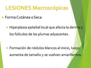  FormaCutánea oSeca
 Hiperplasia epitelial local que afecta la dermis y
los folículos de las plumas adyacentes.
 Formación de nódulos blancos al inicio, luego
aumenta de tamaño y se vuelven amarillentos.
 