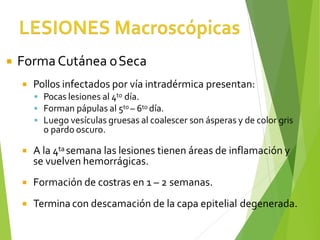  FormaCutánea oSeca
 Pollos infectados por vía intradérmica presentan:
▪ Pocas lesiones al 4to día.
▪ Forman pápulas al 5to – 6to día.
▪ Luego vesículas gruesas al coalescer son ásperas y de color gris
o pardo oscuro.
 A la 4ta semana las lesiones tienen áreas de inflamación y
se vuelven hemorrágicas.
 Formación de costras en 1 – 2 semanas.
 Termina con descamación de la capa epitelial degenerada.
 