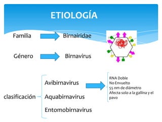 Aquabirnavirus
Avibirnavirus
Entomobirnavirus
clasificación
Birnairidae
Familia
Género Birnavirus
RNA Doble
No Envuelto
55 nm de diámetro
Afecta solo a la gallina y el
pavo
ETIOLOGÍA
 