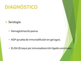  Serología:
▪ Hemaglutinación pasiva.
▪ AGP (prueba de inmunodifusión en gel agar).
▪ ELISA (Ensayo por inmunoabsorción ligado a enzimas).
 