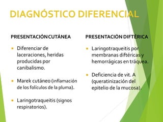 PRESENTACIÓNCUTÁNEA
 Diferenciar de
laceraciones, heridas
producidas por
canibalismo.
 Marek cutáneo (inflamación
de los folículos de la pluma).
 Laringotraqueitis (signos
respiratorios).
PRESENTACIÓN DIFTÉRICA
 Laringotraqueitis por
membranas diftéricas y
hemorrágicas en tráquea.
 Deficiencia de vit. A
(queratinización del
epitelio de la mucosa).
 