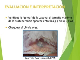  Verifique la “toma” de la vacuna, el tamaño máximo
de la protuberancia aparece entre los 5-7 días ( 6 días )
 Chequear el 5% de aves.
Reacción Post-vacunal deVA.
 