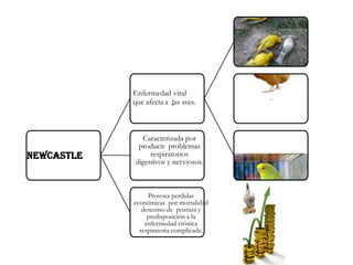 Newcastle
Enfermedad viral
que afecta a las aves.
.
.
.
Caracterizada por
producir problemas
respiratorios
digestivos y nerviosos.
Provoca perdidas
económicas por mortalidad
descenso de postura y
predisposición a la
enfermedad crónica
respiratoria complicada.
 
