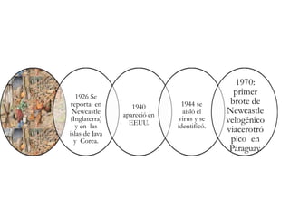1926 Se
reporta en
Newcastle
(Inglaterra)
y en las
islas de Java
y Corea.
1940
apareció en
EEUU.
1944 se
aisló el
virus y se
identificó.
1970:
primer
brote de
Newcastle
velogénico
viacerotró
pico en
Paraguay.
 