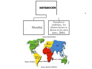 DISTRIBUCIÓN
Mundial.
Ecuador es
endémica, los
últimos brotes se
dieron en los años
2000 y 2001.
E
 