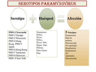 SEROTIPOS PARAMYXOVIRUS
Serotipo Huésped Afección
PMV-1 Newcastle
PMV-2 Yucaipa
PMV-3 Wisconsin
PMV-4 Hong
Kong PMV-5
Japón
PMV-6 Hong Kong
PMV-7 Tennessee
PMV-8 Delaware
PMV- 9 New York
Numerosos
Pollos,
Pavos
Pollos,
Pavos Pato
Pájaro Pato
Paloma
Pato, Ganso
Pato
5 Patotipos
Respiratoria
Baja de
postura
Desconocida
No reportado
Respiratoria
Respiratoria
No
reportados
Desconocida
 