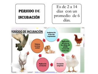 PERIODO DE
INCUBACIÓN
Es de 2 a 14
días con un
promedio de 6
días.
 