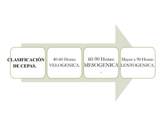 CLASIFICACIÓN
DE CEPAS.
40-60 Horas:
VELOGENICA.
60-90 Horas:
MESOGENICA
.
Mayor a 90 Horas:
LENTOGENICA.
 