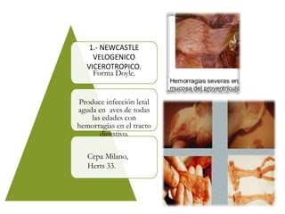 1.- NEWCASTLE
VELOGENICO
VICEROTROPICO.
Forma Doyle.
Produce infección letal
aguda en aves de todas
las edades con
hemorragias en el tracto
digestivo.
Cepa Milano,
Herts 33.
 