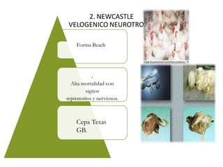 Forma Beach
2. NEWCASTLE
VELOGENICO NEUROTROPO.
.
Alta mortalidad con
signos
repiratorios y nerviosos.
Cepa Texas
GB.
 