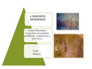 3. NEWCASTLE
MESOGENICO.
Forma Beaudette.
Causa baja mortalidad,
problemas respiatorios y
nerviosos.
Cepa
Roakin.
 