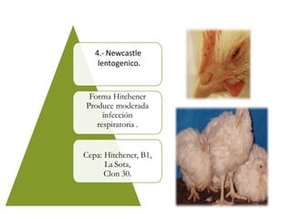 4.- Newcastle
lentogenico.
Forma Hitchener
Produce moderada
infección
respiratoria .
Cepa: Hitchener, B1,
La Sota,
Clon 30.
 