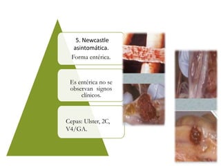 5. Newcastle
asintomática.
Forma entérica.
Es entérica no se
observan signos
clínicos.
Cepas: Ulster, 2C,
V4/GA.
 