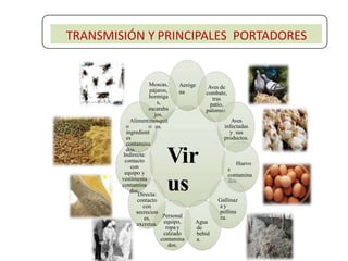 Vir
us
Aeróge
na
Aves de
combate,
tras
patio,
palomas.
Aves
infectadas
y sus
productos.
Huevo
s
contamina
dos.
Gallinaz
a y
pollina
za.
Agua
de
bebid
a.
Personal
equipo,
ropa y
calzado
contamina
dos.
Directa:
contacto
con
secrecion
es,
excretas.
Indirecta:
contacto
con
equipo y
vestimenta
contamina
dos.
Aliment
o o
ingredient
es
contamina
dos.
Moscas,
pájaros,
hormiga
s,
escaraba
jos,
mosquit
os.
TRANSMISIÓN Y PRINCIPALES PORTADORES
 