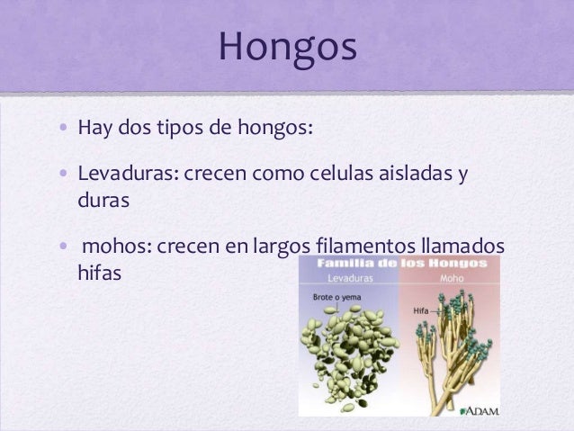 Las pastillas beber del hongo de las uñas en los pies