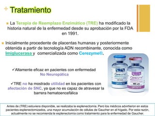+ Tratamiento
La Terapia de Reemplazo Enzimático (TRE) ha modificado la
historia natural de la enfermedad desde su aprobación por la FDA
en 1991.





Inicialmente procedente de placentas humanas y posteriormente
obtenida a partir de tecnología ADN recombinante, conocida como
Imiglucerasa y comercializada como Cerezyme®.

Altamente eficaz en pacientes con enfermedad
No Neuropática
TRE no ha mostrado utilidad en los pacientes con
afectación de SNC, ya que no es capaz de atravesar la
barrera hematoencefálica

Antes de (TRE) estuviera disponible, se realizaba la esplenectomía. Pero los médicos advirtieron en estos
pacientes esplenectomizados, una mayor acumulación de células de Gaucher en el hígado. Por esta razón,
actualmente no se recomienda la esplenectomía como tratamiento para la enfermedad de Gaucher.

 