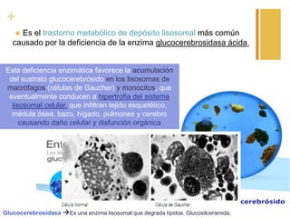 +
Es el trastorno metabólico de depósito lisosomal más común
causado por la deficiencia de la enzima glucocerebrosidasa ácida.


Esta deficiencia enzimática favorece la acumulación
del sustrato glucocerebrósido en los lisosomas de
macrófagos (células de Gaucher) y monocitos, que
eventualmente conducen a hipertrofia del sistema
lisosomal celular, que infiltran tejido esquelético,
médula ósea, bazo, hígado, pulmones y cerebro
causando daño celular y disfunción orgánica

Glucocerebrosidasa Es una enzima lisosomal que degrada lípidos. Glucosilceramida.

 