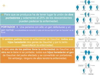 +


Para que se produzca ha de tener lugar la unión de dos
portadores y solamente el 25% de los descendientes
pueden padecer la enfermedad.

PORTADOR  Una persona con sólo un gen defectuoso y un
gen normal. La probabilidad de transmitir a cada uno de sus hijos el “gen de Gaucher” es de
50:50

Si ambos padres tienen la enfermedad de Gaucher, todos sus
hijos heredarán dos genes de Gaucher y por lo tanto
desarrollarán la enfermedad.
Si sólo uno de los padres tiene la enfermedad de Gaucher y el
otro no la tiene ni es portador, todos sus hijos heredarán el gen
de Gaucher del padre afectado y se convertirán en portadores.
Sin embargo, ninguno de ellos tendrá la enfermedad.

 