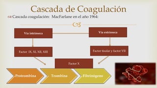 
 Cascada coagulación: MacFarlane en el año 1964:
Cascada de Coagulación
Vía extrínsecaVía intrínseca
Factor IX, XI, XII...