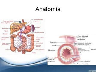 Anatomía
 