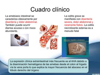 Cuadro clínico
La amebiasis intestinal se
caracteriza clásicamente por
disentería y dolor abdominal.
También puede ocurrir
diarrea acuosa o con moco
abundante.
La colitis grave se
manifiesta con disentería
severa, dolor abdominal y
raramente fiebre. La colitis
necrotizante extensa es a
menudo fatal
La expresión clínica extraintestinal más frecuente es el AHA debido a
la diseminación hematógena de las amebas desde el colon al hígado
vía la vena porta lo que explica la mayor frecuencia del absceso en el
lóbulo derecho del órgano
 