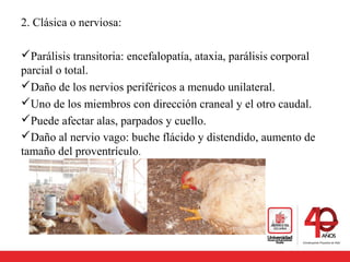 2. Clásica o nerviosa:
Parálisis transitoria: encefalopatía, ataxia, parálisis corporal
parcial o total.
Daño de los nervios periféricos a menudo unilateral.
Uno de los miembros con dirección craneal y el otro caudal.
Puede afectar alas, parpados y cuello.
Daño al nervio vago: buche flácido y distendido, aumento de
tamaño del proventrículo.
 